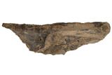 14.6" Hadrosaur (Edmontosaurus) Maxilla - South Dakota - #192582-1